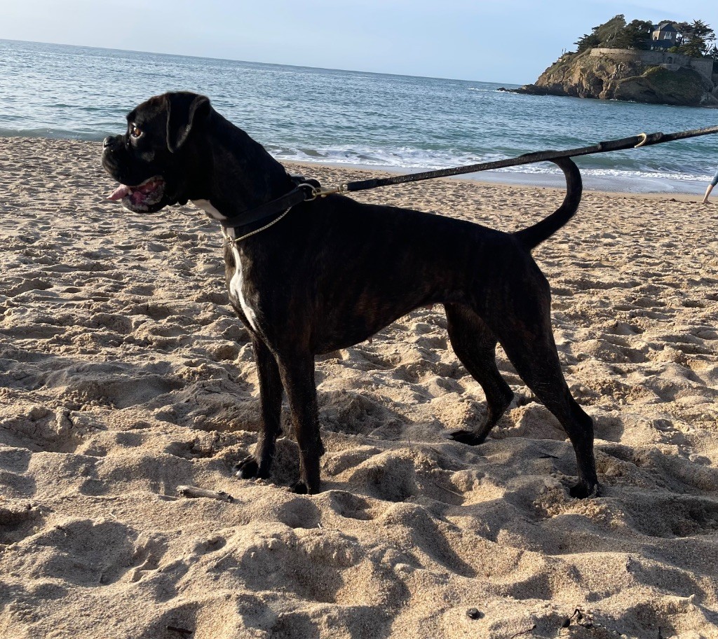 Royale-komet De La Colo D’Eos