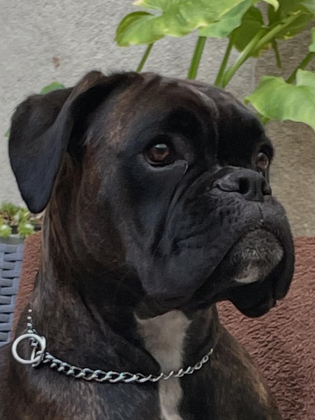 Une portée à venir !