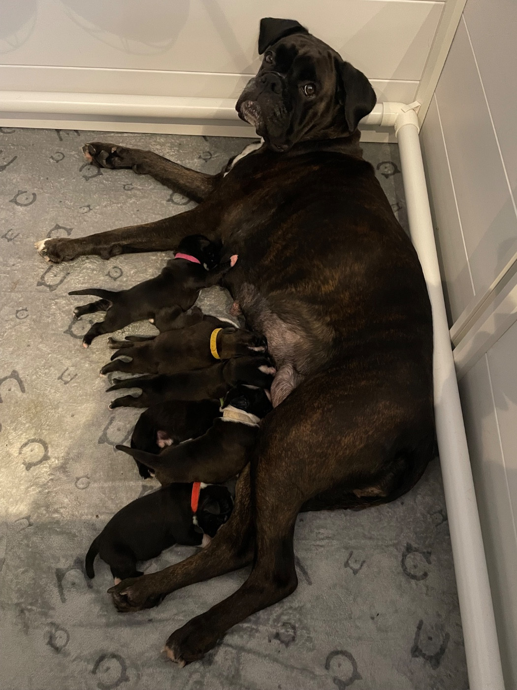 Chiot Boxer Du Domaine De Kevlenn