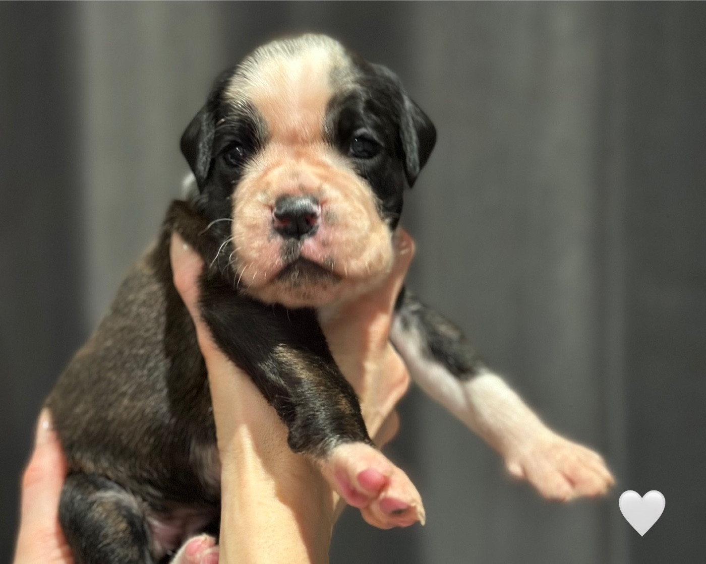 Du Domaine De Kevlenn - Chiots disponibles - Boxer