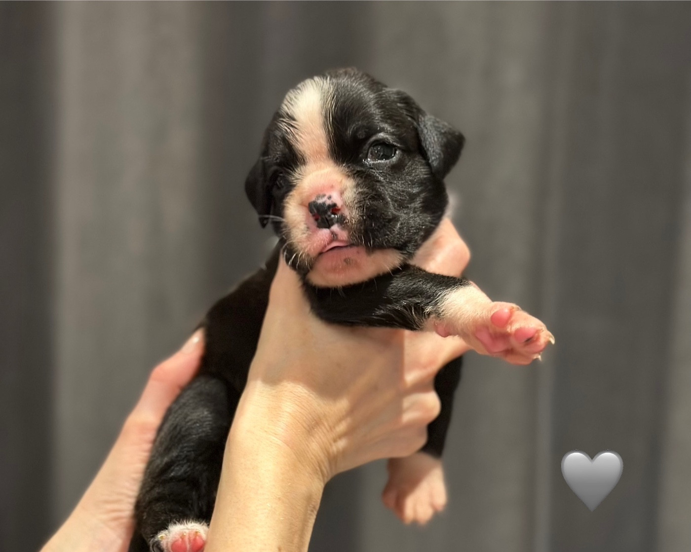 Du Domaine De Kevlenn - Chiots disponibles - Boxer
