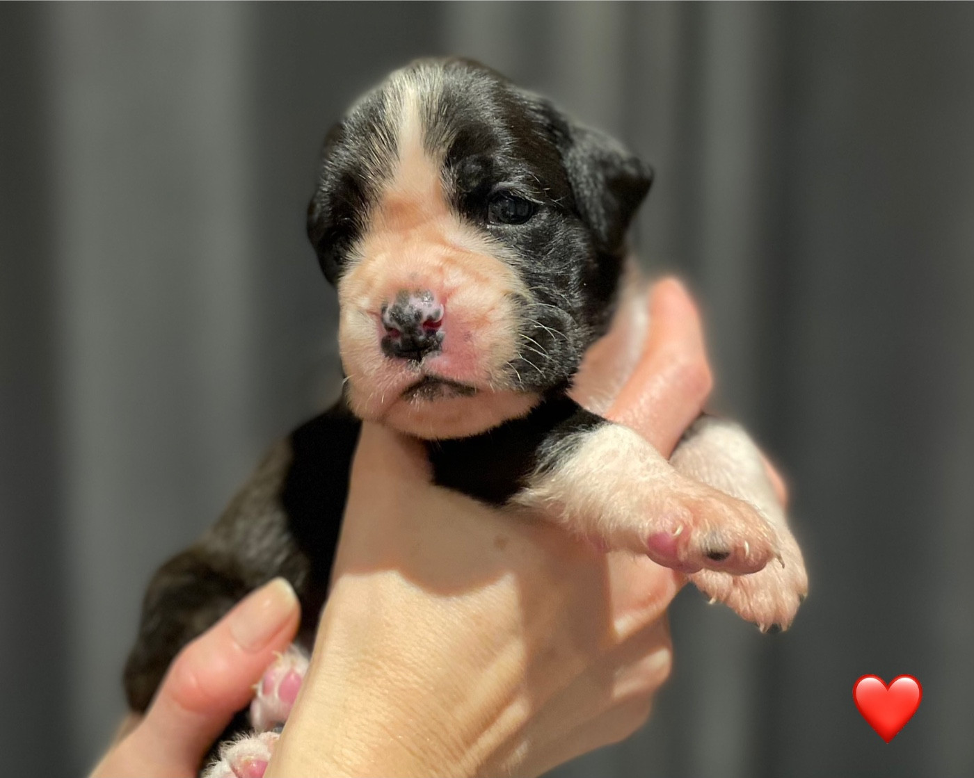 Du Domaine De Kevlenn - Chiots disponibles - Boxer