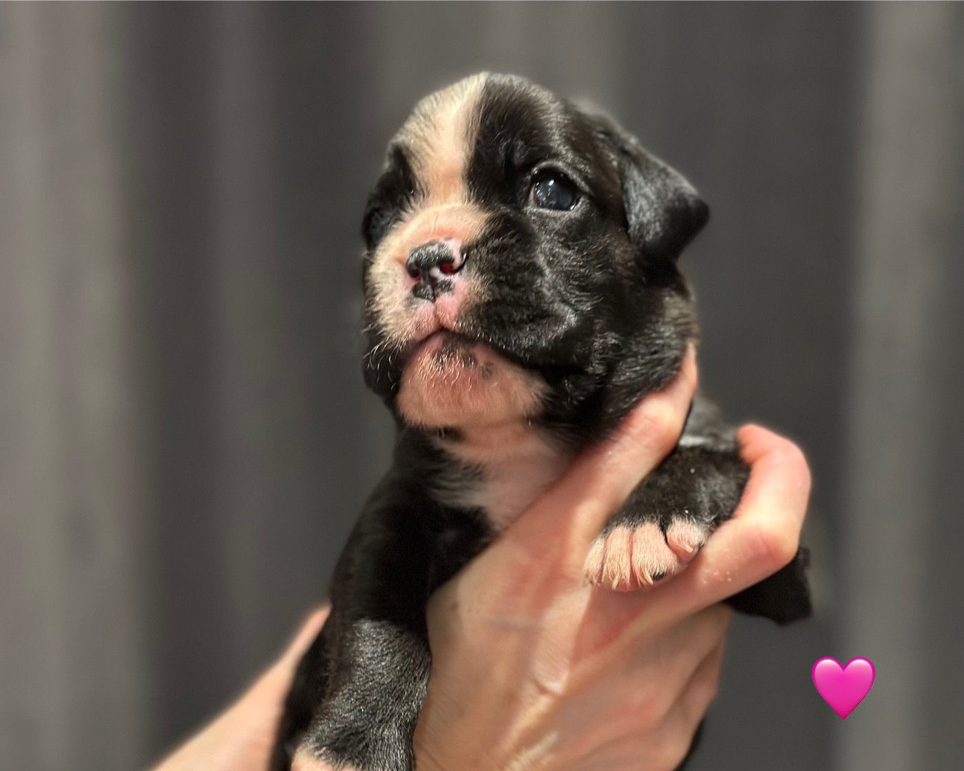 Du Domaine De Kevlenn - Chiots disponibles - Boxer