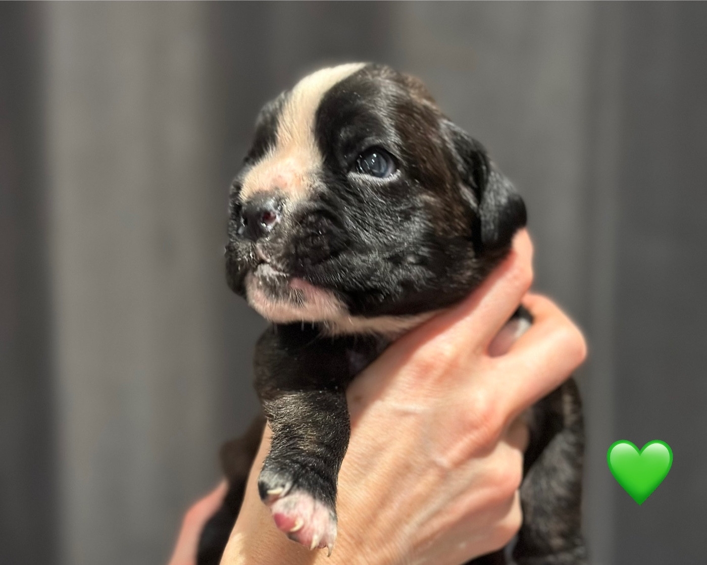 Du Domaine De Kevlenn - Chiots disponibles - Boxer